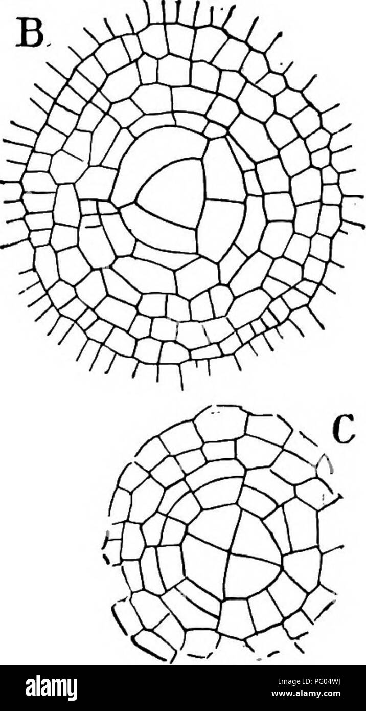 . The structure and development of mosses and ferns (Archegoniatae). Plant morphology; Mosses; Ferns. Fig. 274.—A, Longitudinal section of the root apex, X200; x, x, the large central ves- sel of the vascular bundle; B, C, two transverse sections passing through the apex, X200, In C is shown the first divisions of the cap cell. foliar sheath was well developed, and in E. telmateia I could see no trace of the root in still older buds, and they were apparently always of endogenous origin, although this point was not spe- cially investigated. The structure of the apical meristem is much like that Stock Photo