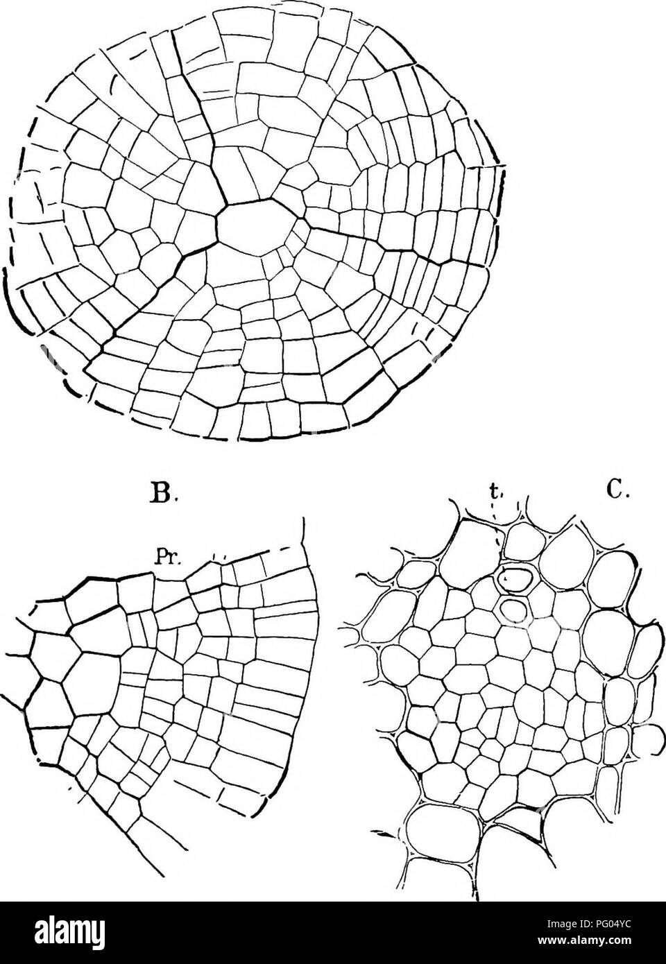 . The structure and development of mosses and ferns (Archegoniatae). Plant morphology; Mosses; Ferns. EQUISETINEJE 461 A). The growth is stronger at certain points, which, according to Rees, have a definite relation to the early divisions. Thus in E. scirpoides the teeth are always three, and correspond to the. Fig. 268.—Transverse section of a young vegetative shoot just below tlie apex, X260; B, outer part of a section lower down, X260; pr, procambial zone; C, young vascular bundle, X520; t, primary tracheids. primary nodal cells; in E. arvense there are six or seven, in the first case corre Stock Photo