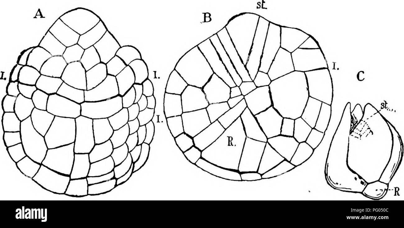 . The structure and development of mosses and ferns (Archegoniatae). Plant morphology; Mosses; Ferns. xn EQUISETINE^ 4SS a dififerent interpretation, and to judge from them it is quite as likely that the root is hypobasal as in the other species examined. The first two divisions in the stem quadrant establish the defini- tive apical cell, which occupies nearly the centre of the epibasal part of the embryo, and is surrounded by a circle of four cells, two of which belong to the leaf quadrant (Fig. 225, C), and two are segments of the stem quadrant, the first one corresponding morphologically to Stock Photo