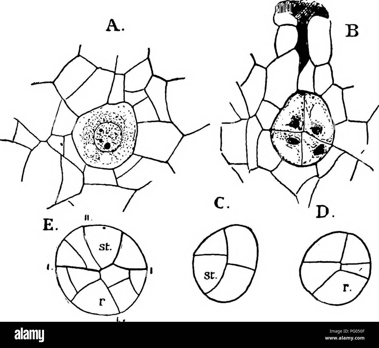 . The structure and development of mosses and ferns (Archegoniatae). Plant morphology; Mosses; Ferns. 454 MOSSES AND FERNS CHAP. the nucleus is decidedly larger than before fertilisation. The lower neck cells approach and apparently become grown to- gether, and as the divisions in the lower neck cells here contrib- ute to the calyptra, the young embryo becomes more deeply sunken in the prothallial tissue than is common in the Ferns. The basal wall is transverse, as in the Marattiacese, and the formation of the quadrants takes place as usual. The position of the quadrant walls is, however, some Stock Photo