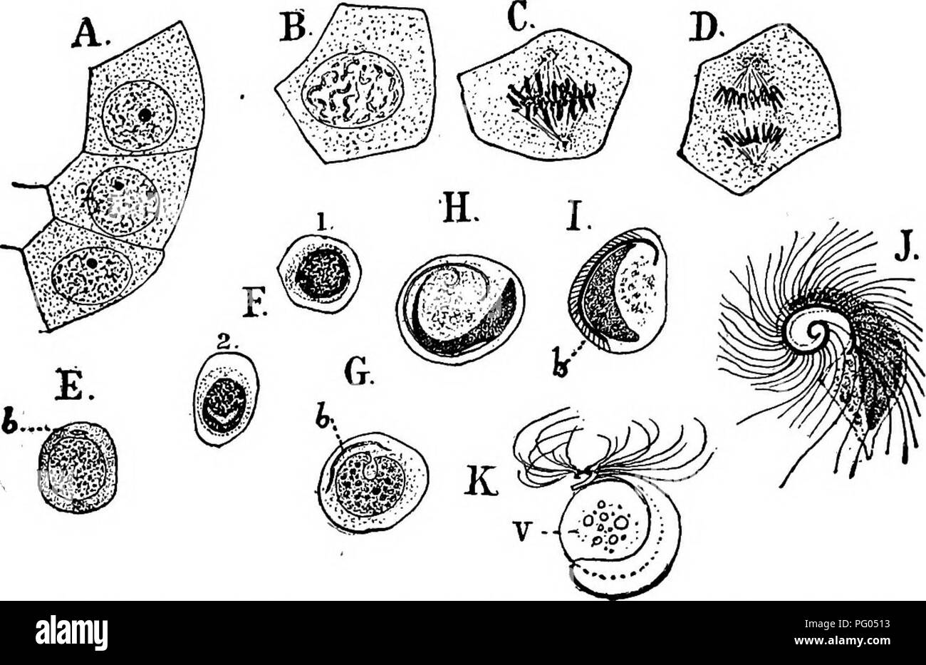 . The structure and development of mosses and ferns (Archegoniatae). Plant morphology; Mosses; Ferns. MOSSES AND FERNS CHAP. a nearer connection of these two groups than is usually admitted. As in the eusporangiate Ferns, the antheridium mother cell is divided into an inner and an outer cell of which the inner one forms at once the sperm cells. When the antheridium arises at' the end of a filament, the divisions in the terminal cell are very much like those in Osmunda. In the mother cell three intersect- ing walls enclose a tetrahedral cell, which then has the cover cell cut ofif by a periclin Stock Photo
