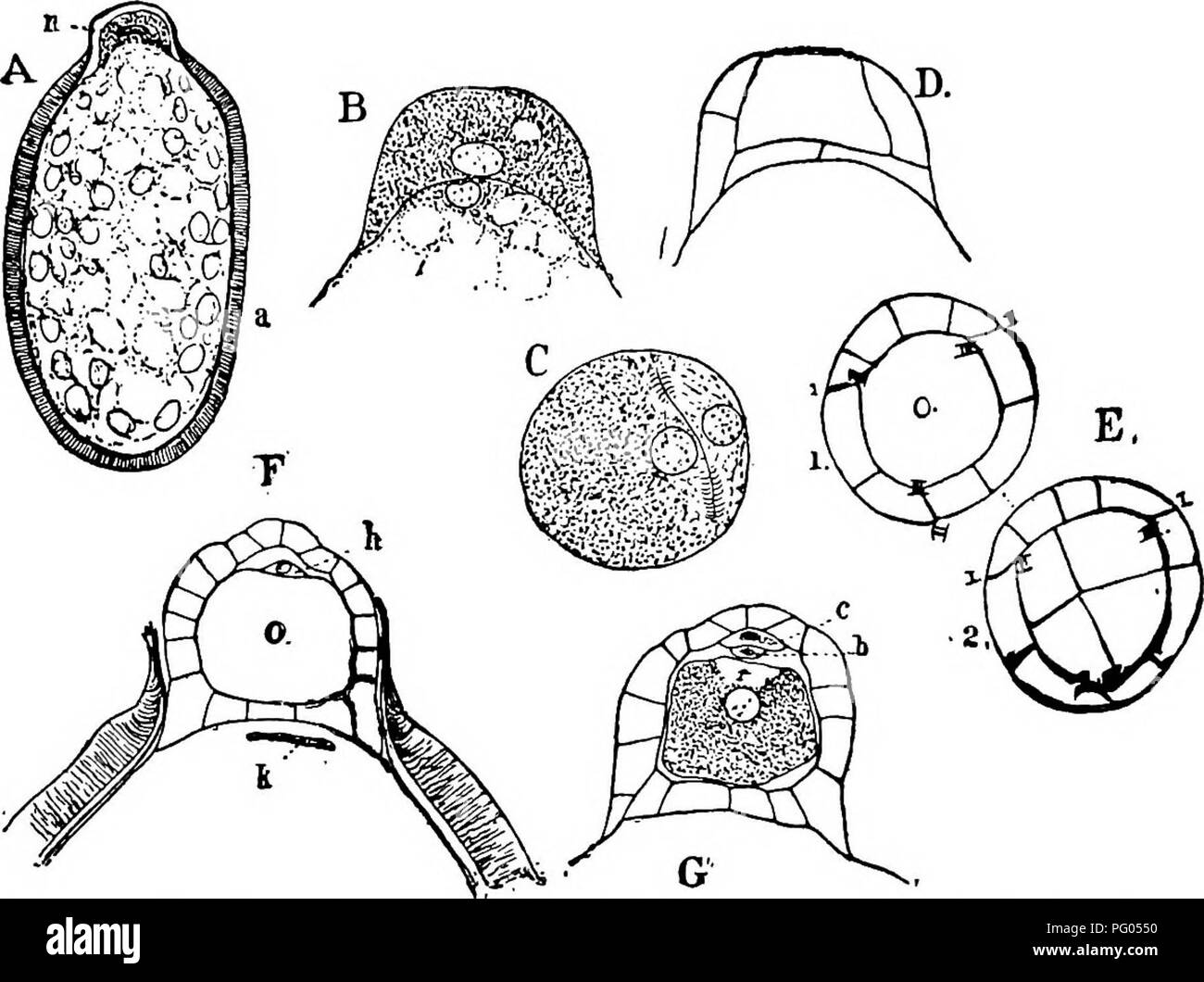 . The structure and development of mosses and ferns (Archegoniatae). Plant morphology; Mosses; Ferns. LEPTOSPORANGIATM HETEROSPORE^ 423 developed. A noticeable difference is the segregation of the protoplasm containing the nucleus, which occupies the apical papilla. This is filled with fine granules, but is entirely free from the very large starch grains of the large basal part of the spore. The nucleus is somewhat flattened. A similar arrange- ment of the spore contents is found in Pilularia, but the apex of the spore does not form a distinct papilla. The epispore is of nearly equal thickness Stock Photo