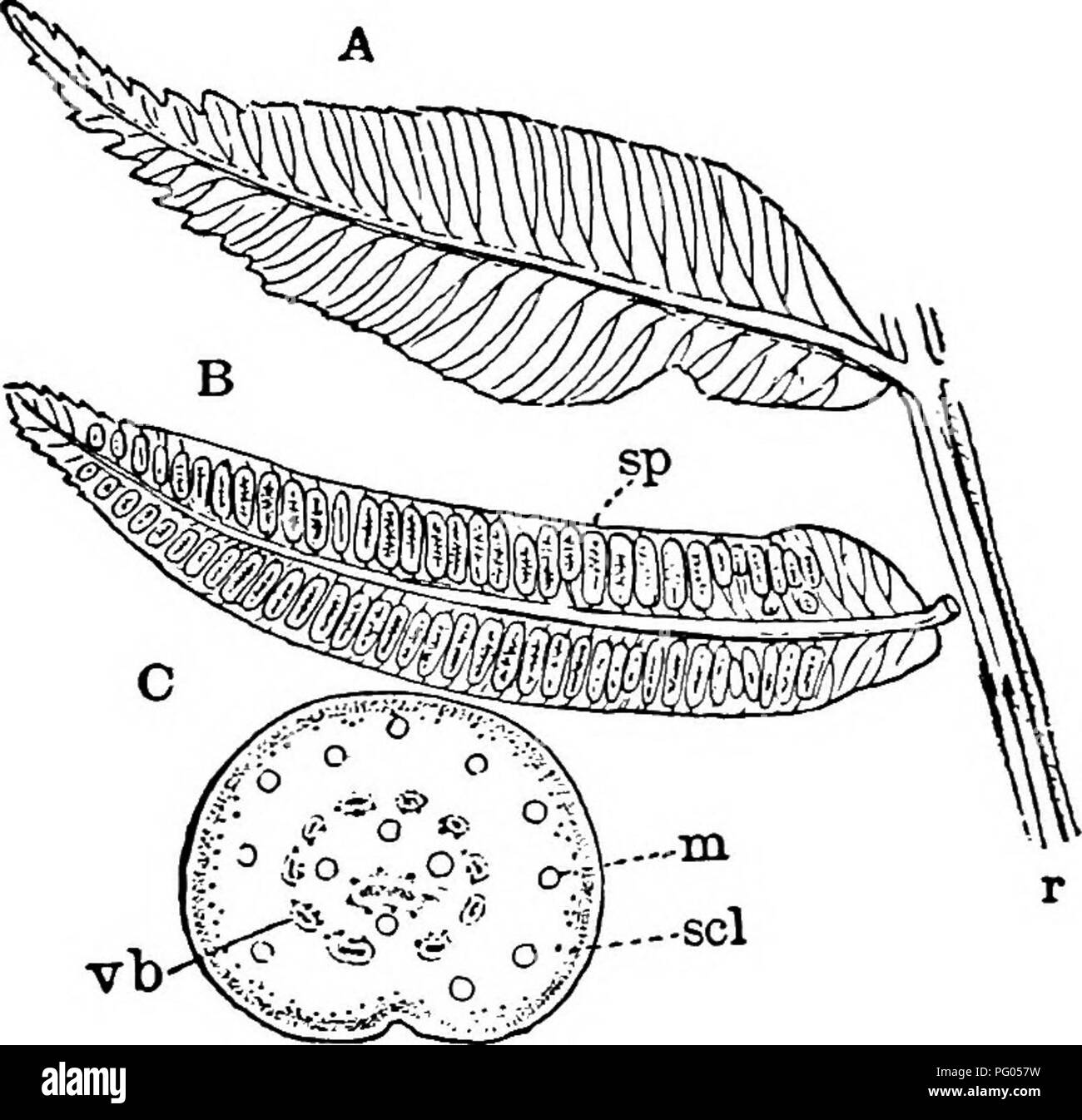 . The structure and development of mosses and ferns (Archegoniatae). Plant morphology; Mosses; Ferns. MARATTIALES 299 Marattia includes about twelve species of tropical and sub- tropical Ferns, both of the Old World and the New. Kaul- fiissia includes but a single species, belonging to southeastern Asia. The synangia are scattered over the lower surface of the palmate leaf, and are circular, with a central space into which the separate loculi open by a slit, as in Marattia. Kaul- fussia is characterised by very large pores upon the lower side of the leaf. A study of the development of these sh Stock Photo
