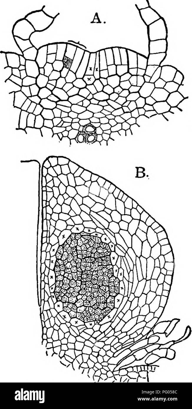 . The structure and development of mosses and ferns (Archegoniatae). Plant morphology; Mosses; Ferns. 294 MOSSES AND FERNS CHAP. hypodermal cell in the axis of the young sporangium. This cell divides repeatedly, but apparently without any definite order, and the division of the spores follows in the usual way. From the cells about the archesporium tapetal cells are cut ofif, but these do not disappear, as Goebel (3) asserts, but persist until the sporangium is mature. The growth is greater upon the outer side, which is strongly convex, while the inner face is nearly flat. A section of the near Stock Photo