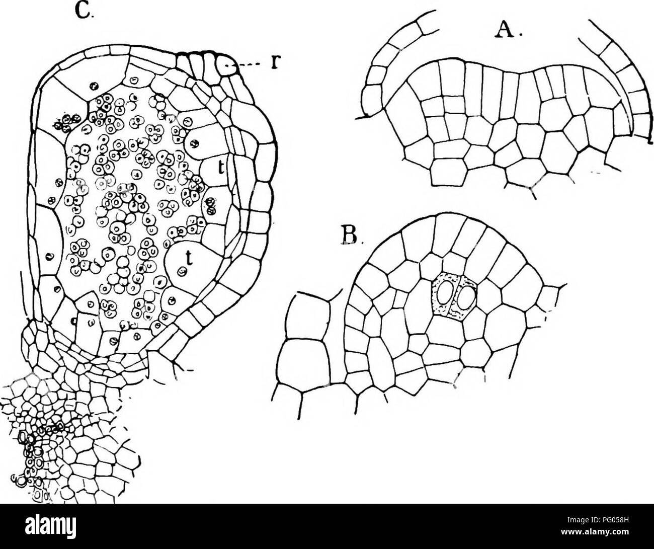 . The structure and development of mosses and ferns (Archegoniatae). Plant morphology; Mosses; Ferns. MARATTIALES 293 between. In each half there are differentiated the separate archesporial groups of cells corresponding to the separate chambers found in the complete synangium.&quot; The whole process takes, according to his account, about six months. Luerssen was unable either in Marattia or Angiopteris to trace back the archesporium to a single cell, which Goebel (3) claims is present in the latter. In Angiopteris the process begins as in Marattia^ but at a period when the leaf is almost com Stock Photo