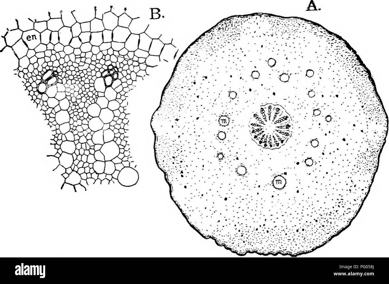 . The structure and development of mosses and ferns (Archegoniatae). Plant morphology; Mosses; Ferns. VIII MARATTIALES 291 ever, bath of Marattia and Angiopteris, there is but a single axial bundle, as in the petiole of the cotyledon. Fig. 167, B shows a cross-section of a pinnule from a large leaf of A. evecta, which has much the same structure as that of Marattia. The central vascular bundle is horse-shoe shaped in section, and shows a central mass of large tracheids with retic- ulate or scalariform markings, surrounded by the phloem made up of very large sieve-tubes much like those of Botry Stock Photo