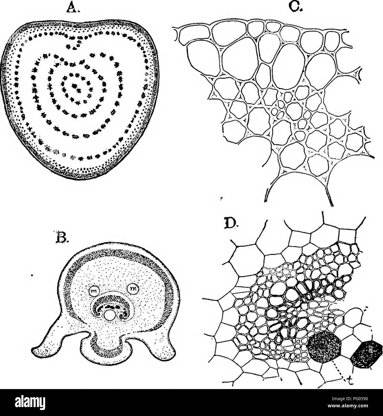 . The structure and development of mosses and ferns (Archegoniatae). Plant morphology; Mosses; Ferns. vin MARATTIALES 289 The Adult Sporophyte According to Holle (1. c. p. 218) the four-sided apical cell found in the stem of the young sporophyte of Marattia is re- tained permanently, but in Angiopteris this is not the case, as in the older sporophyte a single apical cell is not certainly to be made out. Bower ((11) p. 324) comes to the same conclusion. Fig. 161.—A, Section of the stipe of Angiopteris evecta, natural size; B, section of the rachis of the ultimate division of the leaf of Maratti Stock Photo