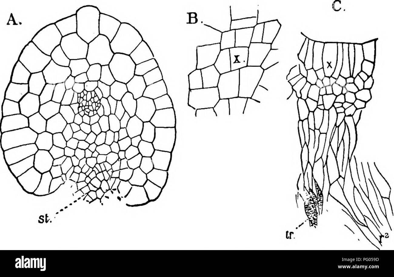 . The structure and development of mosses and ferns (Archegoniatae ...