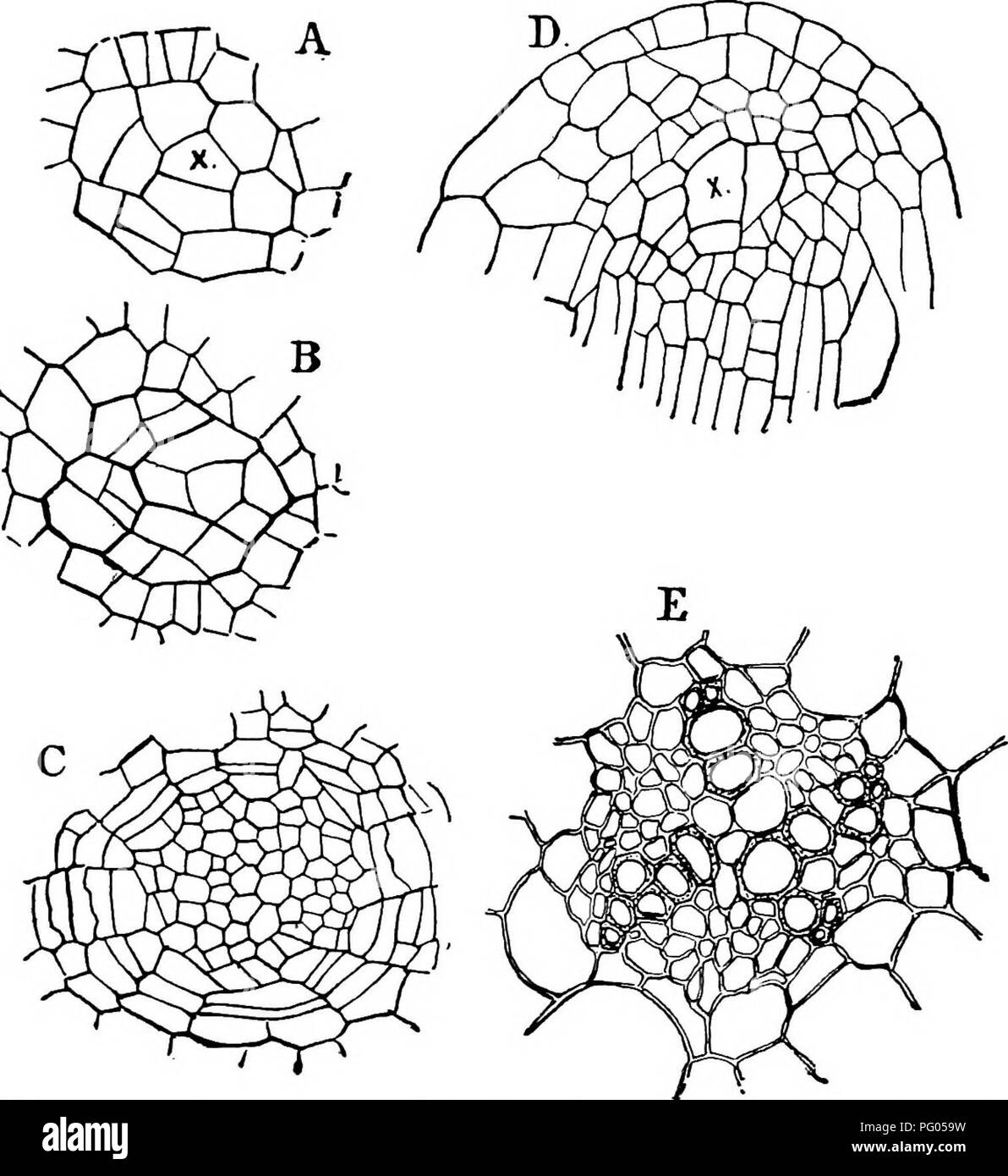. The structure and development of mosses and ferns (Archegoniatae). Plant morphology; Mosses; Ferns. Vlll MARATTIALES 283 At first the growth is nearly vertical, but it soon becomes stronger upon the outer side, and the leaf rudiment bends inwards. At this stage the different tissues begin to be dis- tinguishable. Somewhat later the tip of the cotyledon becomes flattened, and still later there is a dichotomy of this flattened part which thus forms a fan-shaped lamina (Fig. 157). The. Fig. 156.—Marattia Douglasii. A, B, C, Three transverse sections of a root from the young sporophyte; A shows  Stock Photo