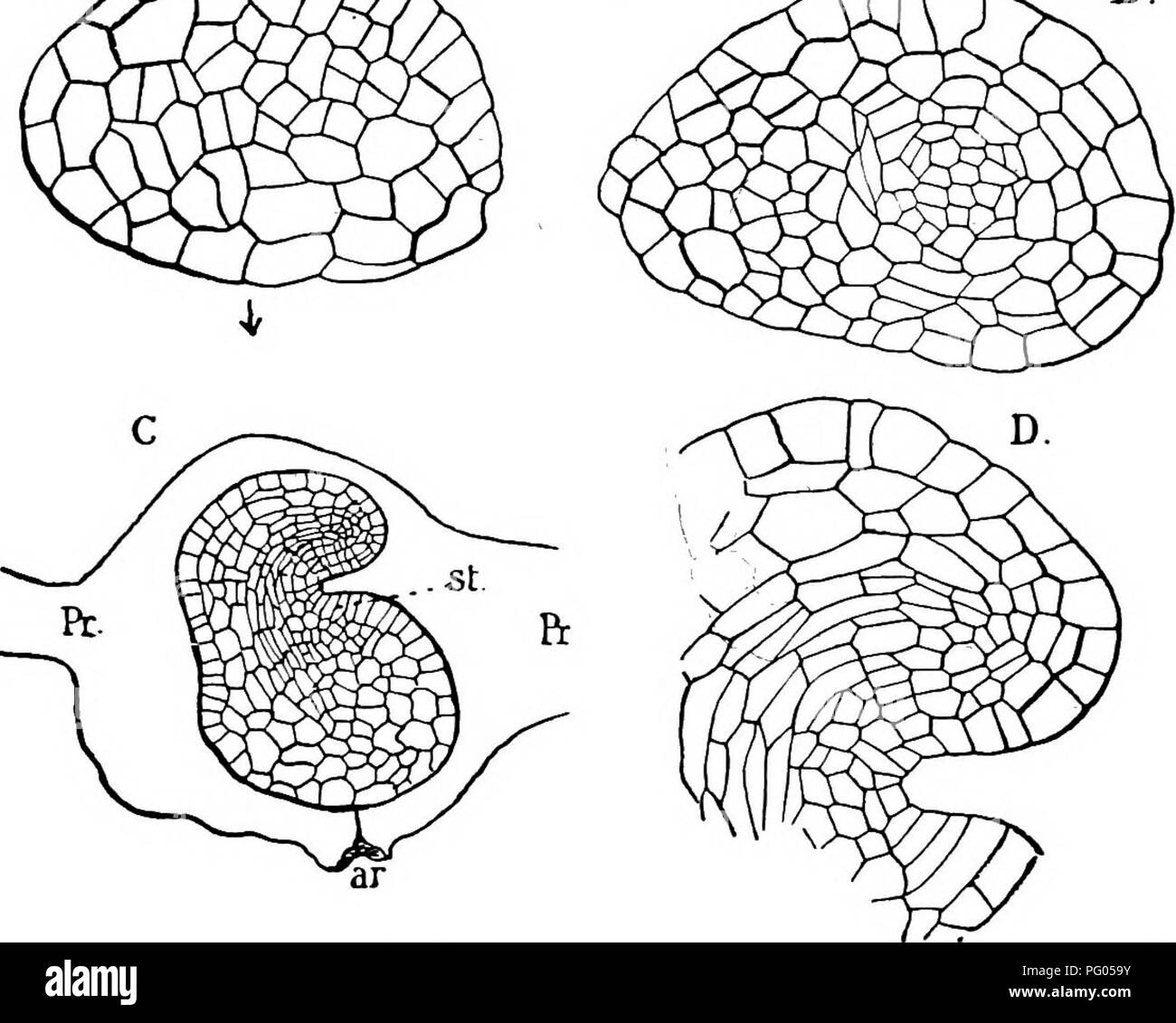 . The structure and development of mosses and ferns (Archegoniatae). Plant morphology; Mosses; Ferns. MARATTIALES 281 Upper third is colourless and nearly hyaline. This is the &quot;receptive spot,&quot; and it is here that the spermatozoid enters. The nucleus is of moderate size, and not rich in chromatin; a small but distinct nucleolus is present. The spermatozoid retains its original form after it first enters the egg, and until it comes in contact with the membrane of the egg nucleus. It afterwards contracts and assumes much the appearance of the nucleus of the sperm cell previous to the d Stock Photo