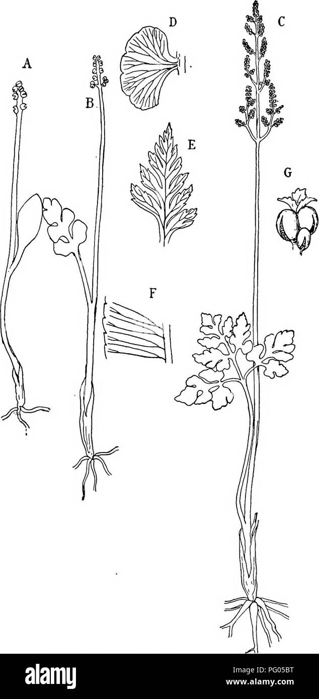 . The structure and development of mosses and ferns (Archegoniatae). Plant morphology; Mosses; Ferns. Fic. 141.—A, B, Boirychium simplex, slightly enlarged; C, B. ternatum, X %&gt; ^f 1^^^ segment of B. lunaria; E, leaf segment of B. Virginianum, natural size; F, portion of sterile leaf segment of Helminthostachys Zeylanica; G, fragment of the sporan- giophore of the same enlarged. A, B, C after Luerssen; D, F after Hooker.. Please note that these images are extracted from scanned page images that may have been digitally enhanced for readability - coloration and appearance of these illustratio Stock Photo