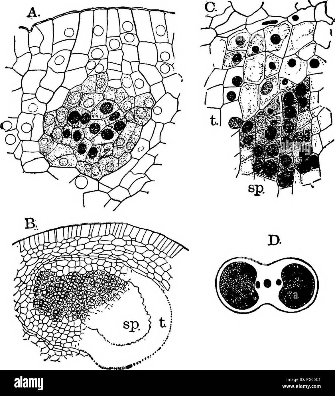 . The structure and development of mosses and ferns (Archegoniatae). Plant morphology; Mosses; Ferns. 256 MOSSES AND FERNS CHAP. cell by a transverse wall, although this point is exceedingly difficult to determine on account of the great similarity of all the cells (Fig. 139). This group of inner cells (or the single one from which they perhaps come) constitutes the arche- sporium, and by rapid division in all directions forms a large mass of cells whose contents become denser than those of the. Fig. 140.—Ophioglossum pendulum. A, Section of a young sporangium, the arch* esporial tissue is sli Stock Photo