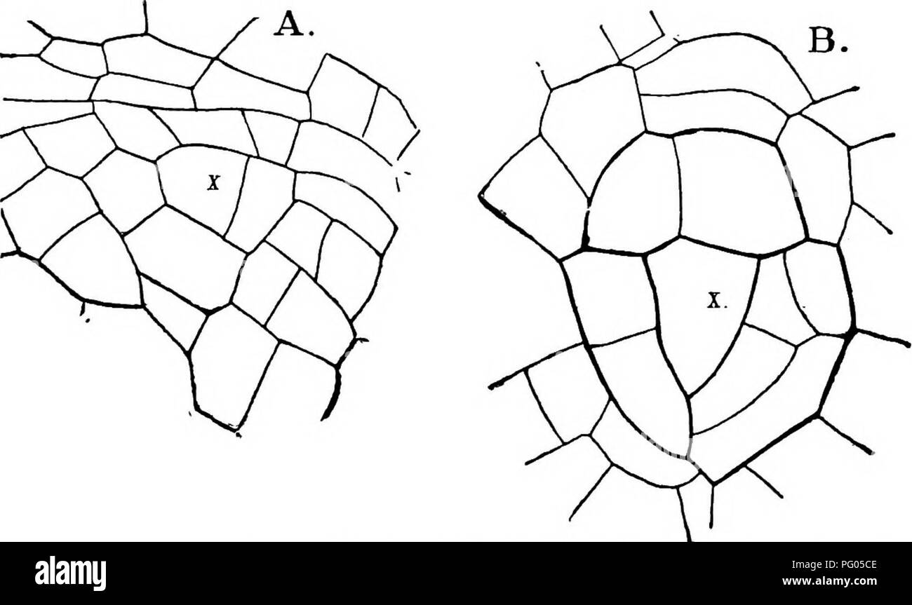 This work explores the morphological structure and developmental ...