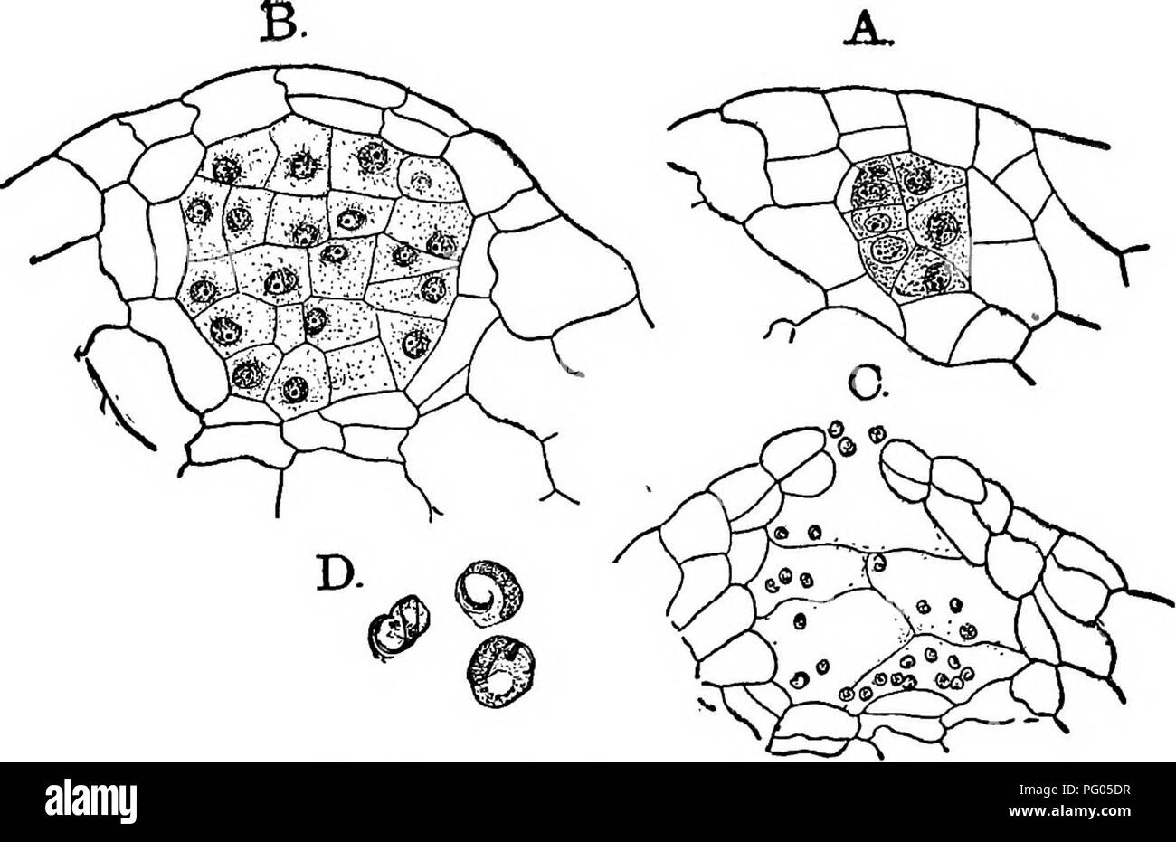 . The structure and development of mosses and ferns (Archegoniatae). Plant morphology; Mosses; Ferns. 240 MOSSES AND FERNS CHAP. Still later the archegonia appear along the base of the anther- idial ridge (Fig. 126, B). The development of the antheridium (Fig. 128) is much like that of Ophioglossum, but the outer wall of the antheridium has normally two layers of cells. The spermatozoids, accord- ing to Jeffrey, probably correspond with those of the true Ferns. In a few cases observed by myself (Fig. 128, C) the primary division walls of the central part of the antheridium were not broken down Stock Photo