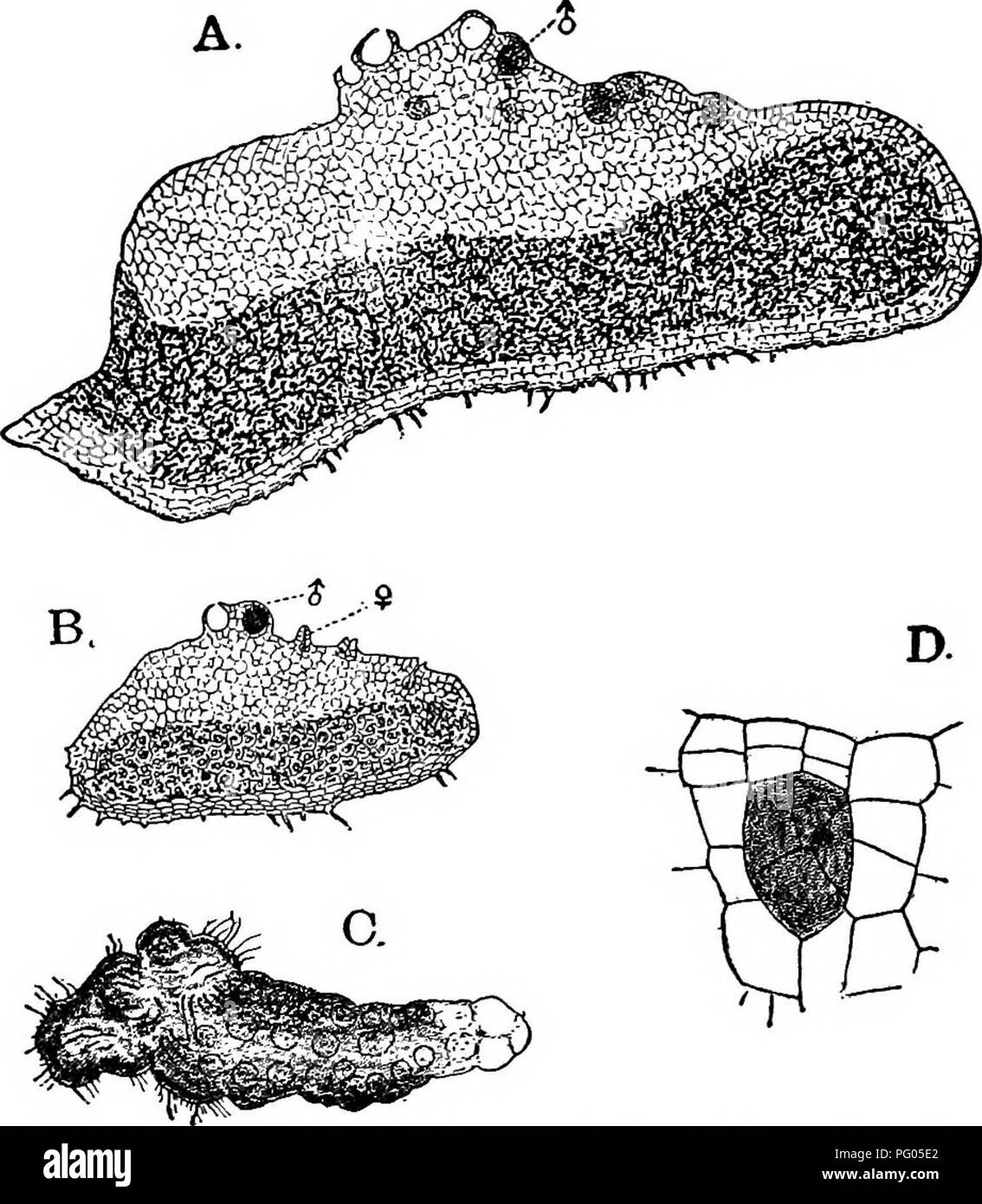 . The structure and development of mosses and ferns (Archegoniatae). Plant morphology; Mosses; Ferns. VII PTERIDOPHYTA—FILICINE^—OPHIOGLOSSACEJE 237 from which the cover of the antheridium is formed. The outer wall of the antheridium remains for the most part but one cell thick, in tljis respect more resembling Marattia than it does Botrychium. The antheridium also opens by a single, nearly triangular opercular cell (Fig. 125, E), as it does in Marattia. The spermatozoids were not seen, but probably resemble those of Botrychium or Marattia. The first division of the young archegonium is the sa Stock Photo