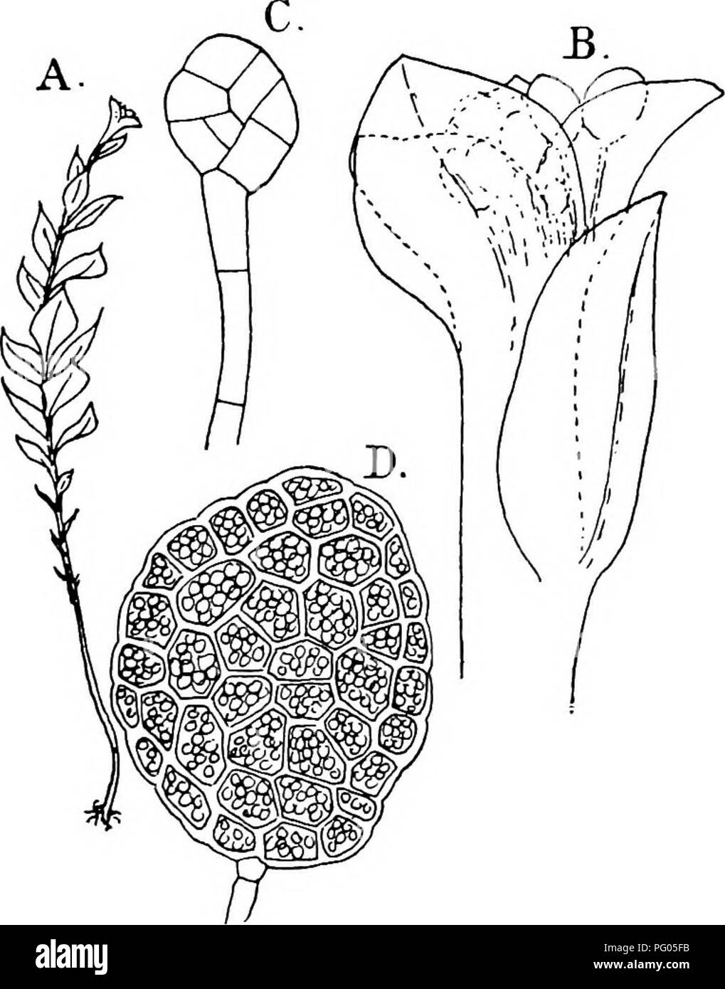 . The structure and development of mosses and ferns (Archegoniatae). Plant morphology; Mosses; Ferns. VI. THE BRYALES iig of structure. Tetraphis pelhicida is a small Moss, which at the apex of its vegetative branches bears peculiar receptacles containing multicellular gemmas of a very characteristic form. The leaves that form the receptacle are smaller than the stem leaves, and closely set so as to form a sort of cup in which the gemmae are produced in large numbers. These arise as slender multicellular hairs, the end cell of which enlarges and forms a disc, at first one-layered, but later, b Stock Photo