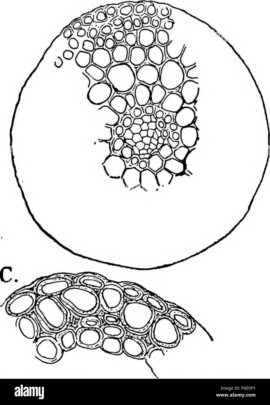 . The structure and development of mosses and ferns (Archegoniatae). Plant morphology; Mosses; Ferns. Fig. 113.—Funaria hygrometrica. A, Young; B, older stoma, from the base of the capsule; C, vertical section, X360. grows larger, however, the median wall does not grow as fast as the lateral walls, and a space is left between its extremities, B. A.. Please note that these images are extracted from scanned page images that may have been digitally enhanced for readability - coloration and appearance of these illustrations may not perfectly resemble the original work.. Campbell, Douglas Houghton, Stock Photo