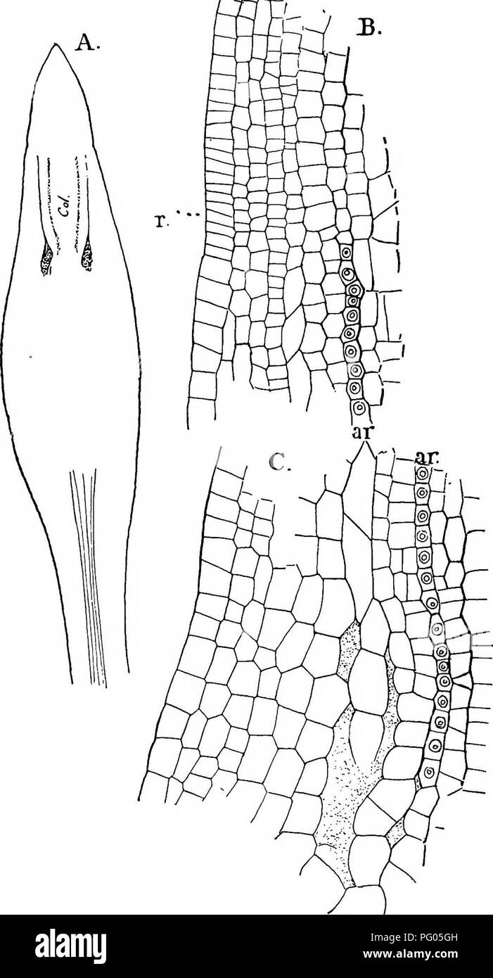 . The structure and development of mosses and ferns (Archegoniatae). Plant morphology; Mosses; Ferns. Fig. 109.—Funaria hygrometrica. A, Longitudinal section of a sporogonium showing the first differentiation of its parts, X about 96; B, the upper part of the same, X6oo; r marks the limits of the theca and operculum; C, basal part of the cap- sule of the same, X600. The intercellular spaces are beginning to form; ar, archesporium; col, columella.. Please note that these images are extracted from scanned page images that may have been digitally enhanced for readability - coloration and appearan Stock Photo