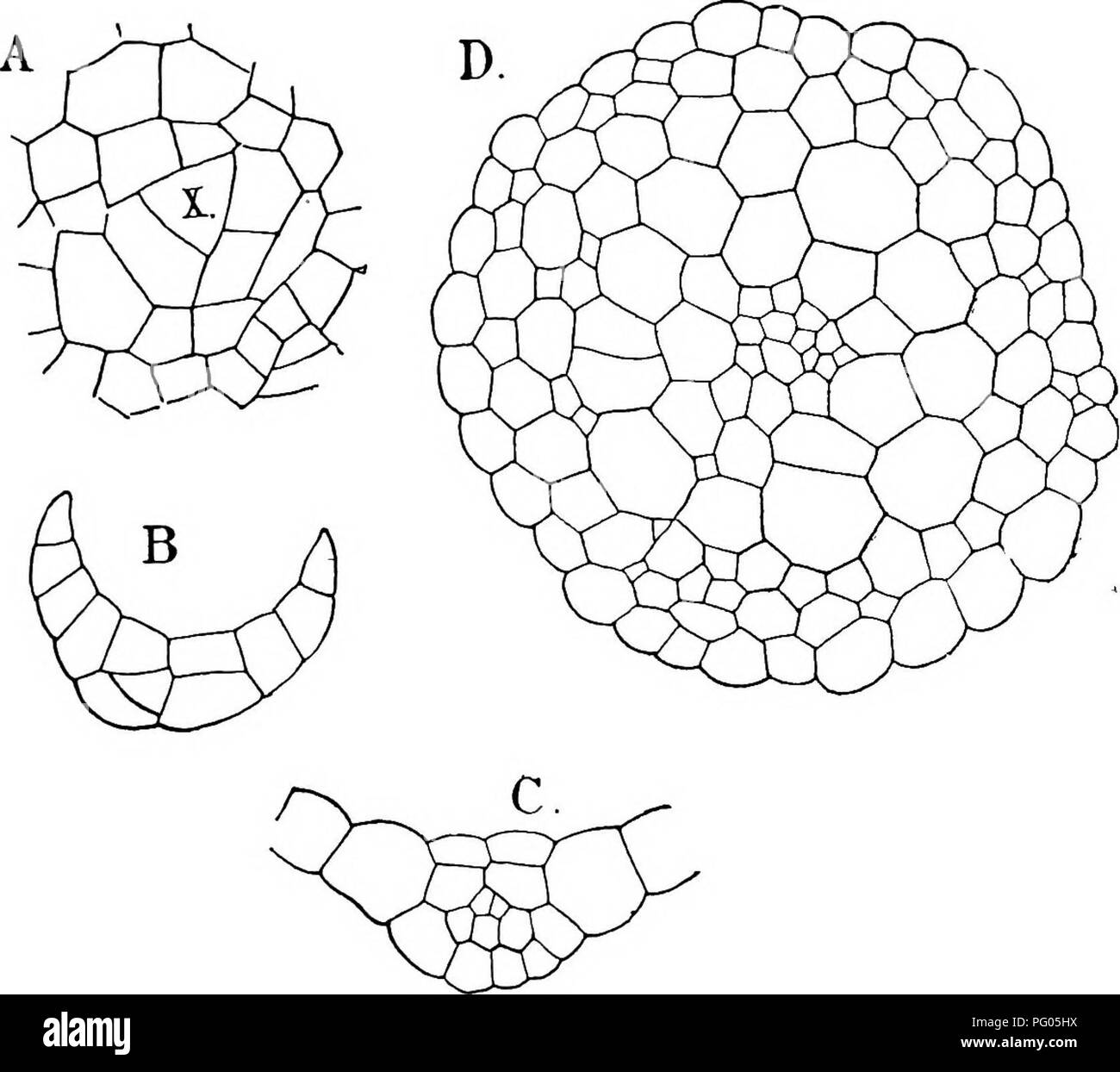 . The structure and development of mosses and ferns (Archegoniatae). Plant morphology; Mosses; Ferns. VI. THE BRYALES 193 to multiply by division after the cells are fully grown. The marginal cells in the leaf of Funaria are much narrower than those between them and the midrib, and their forward ends. Fig. 100.—FuTiarta hygrometrica. A, Transverse section of the apex of a young shoot, X515: B, C, cross-sections of young leaves, X515; D, cross-section of the stem, X257. often project somewhat, giving the margin of the leaf a serrate outline, which is also common in many other Mosses. The Branch Stock Photo
