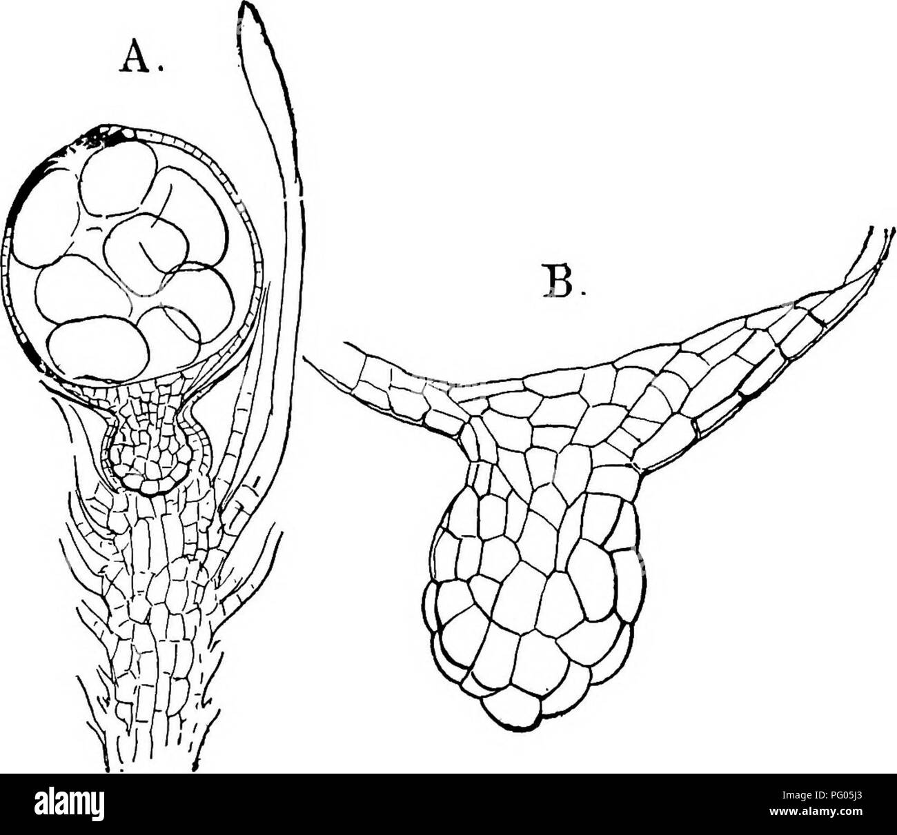 . The structure and development of mosses and ferns (Archegoniatae). Plant morphology; Mosses; Ferns. i86 MOSSES AND FERNS CHAP. geb's, except as to the relation of the columella and outer spore- sac. The first divisions in the embryo correspond exactly to those in Andrecea and the Bryales, and for a time the young embryo grows from a two-sided apical cell. The secondary divisions in the segments, however, are quite different from that observed in any other Moss, and are like those in the anther- idium. Instead of the first wall dividing the segment into equal parts, it divides it very unequal Stock Photo