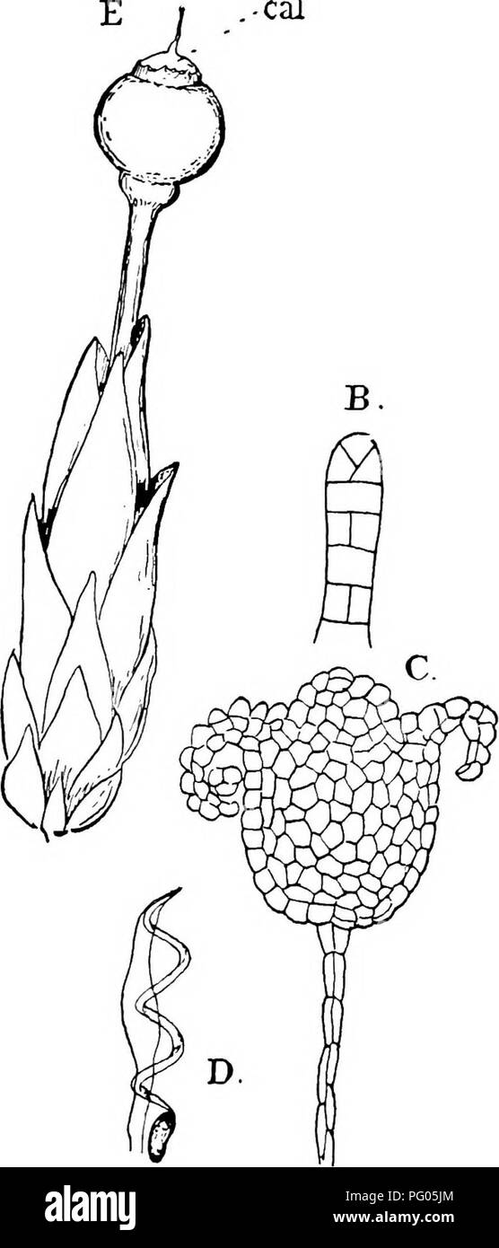 . The structure and development of mosses and ferns (Archegoniatae). Plant morphology; Mosses; Ferns. Fig. 91.—A, Male catkin of Sphagnum cymhifolium, X50; B, young antheridium of S. acutifolium, X350; C, opened antheridium of the same species; D, spermatozoid, Xiooo (about); E, female branch with sporogonium of S. acutifolium, slightly magnified; cal^ calyptra. A, C, E, after Schimper; B, after Leitgeb. the body of the antheridium. The first divisions in the body of the antheridium only take place after the stalk has become. Please note that these images are extracted from scanned page images Stock Photo