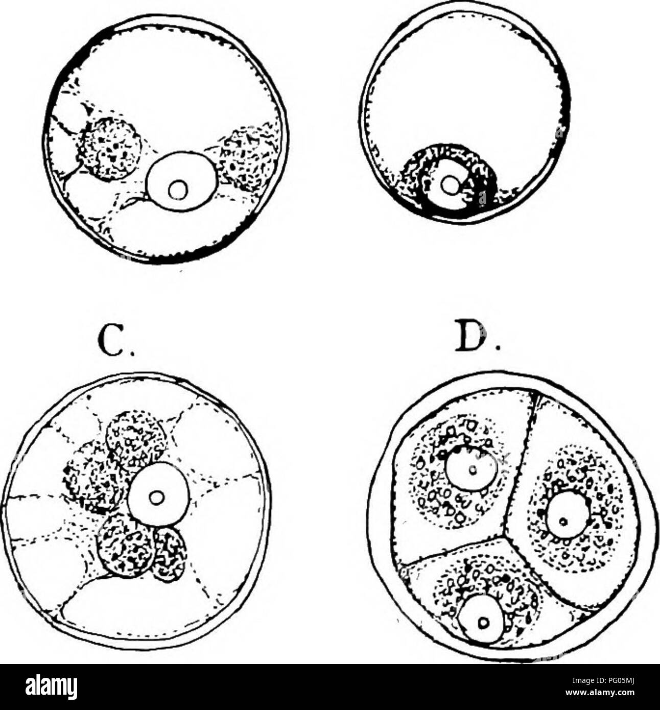 . The structure and development of mosses and ferns (Archegoniatae). Plant morphology; Mosses; Ferns. IV. THE ANTHOCEROTES 141 simultaneously between the four nuclei dividing the mother cell into four tetrahedral cells,âthe young spores. The wall of the mother cell becomes thicker, and in the later stages swells up on being placed in water, so that it interferes a good deal with the study of the spores in the fresh condition. As the spores ripen they develop a thick exospore, which is yellow in colour and irregularly thickened in A. Pearsoni, and in A. fusiformis black and covered with small t Stock Photo