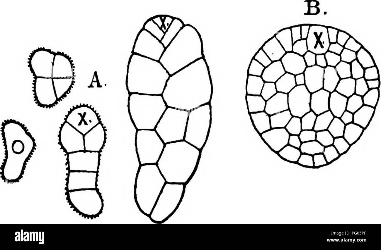 . The structure and development of mosses and ferns (Archegoniatae). Plant morphology; Mosses; Ferns. fi4 Mosses and ferMs chap. until a short filament is formed. After a varying number of transverse divisions an oblique vi^all is formed in the terminal cell, and a second one nearly at right angles to it. By these divisions the dorsiventral character is established, the first- formed segment being ventral. A third oblique wall now arises, intersecting both of the others, and the three include a tetrahedral cell which is the permanent apical cell of the young plant. The ventral segments do not  Stock Photo