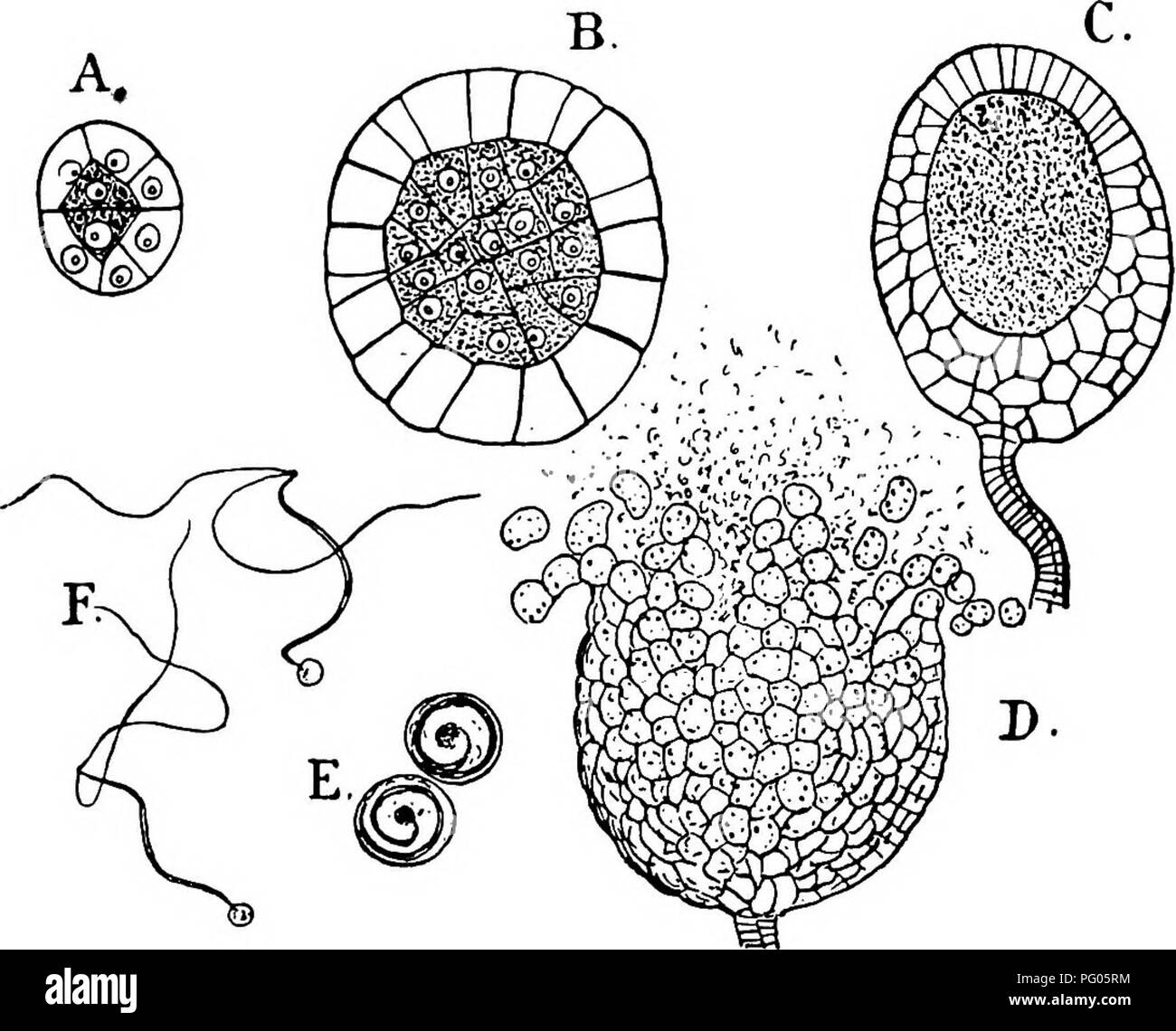 . The structure and development of mosses and ferns (Archegoniatae). Plant morphology; Mosses; Ferns. io6 MOSSES AND FERNS &quot; CHAP. tion (Fig. 53, A), which separate a central cell, nearly tetra- hedral in form, from two outer cells. In the complete separa- tion of the central cell by these first two walls, Porella appears to dififer from the other Jungermanniaceae examined, (Leitgeb (7), ii., p. 44), where these first two peripheral cells do not reach to the top of the antheridium, and a third cell is cut off before the separation of the central part of the antheridium from the wall is co Stock Photo