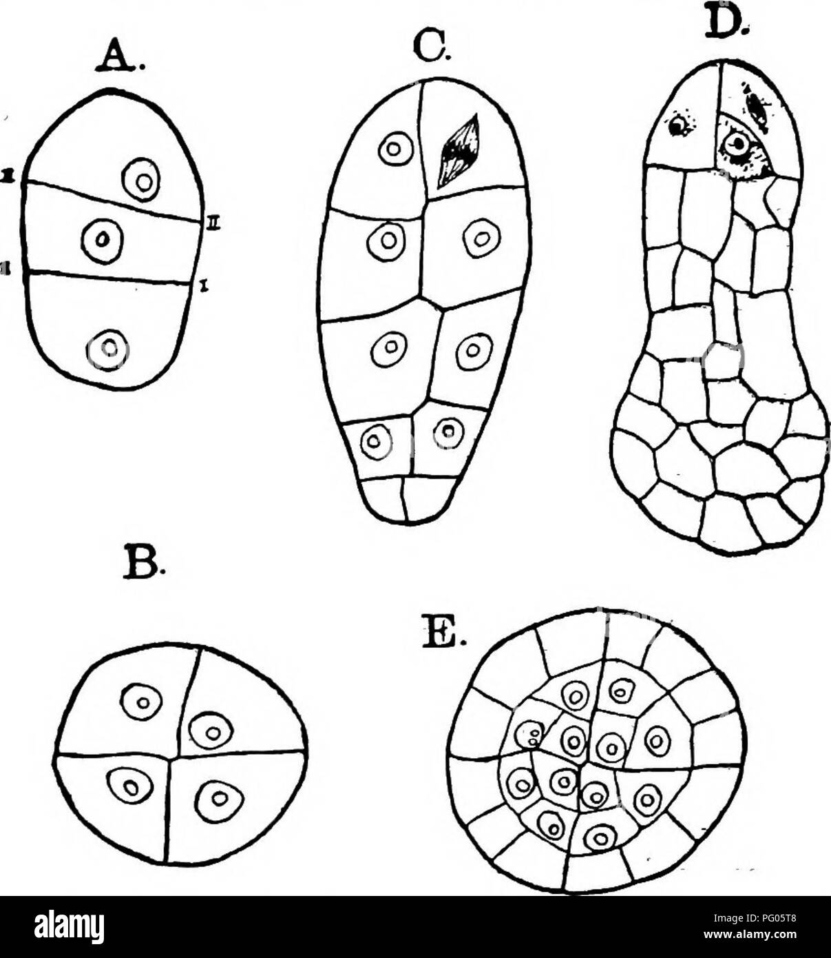 . The structure and development of mosses and ferns (Archegoniatae). Plant morphology; Mosses; Ferns. nt THE JUNGERMANNIALES 97 brought about by a periclinal wall in each of the four termifial cells, dividing each into an inner archesporial cell, and an outer wall-cell. (Fig. 47, D.) The capsule wall in Fossombronia is two cells in thickness, except at the apex, where it may be three cells thick. The inner layer of cells, when the capsule is ripe, have irregular thickened bars developed upon the surface of the radial cell- walls. The development of the sporogonium is best known in Pellia epiph Stock Photo