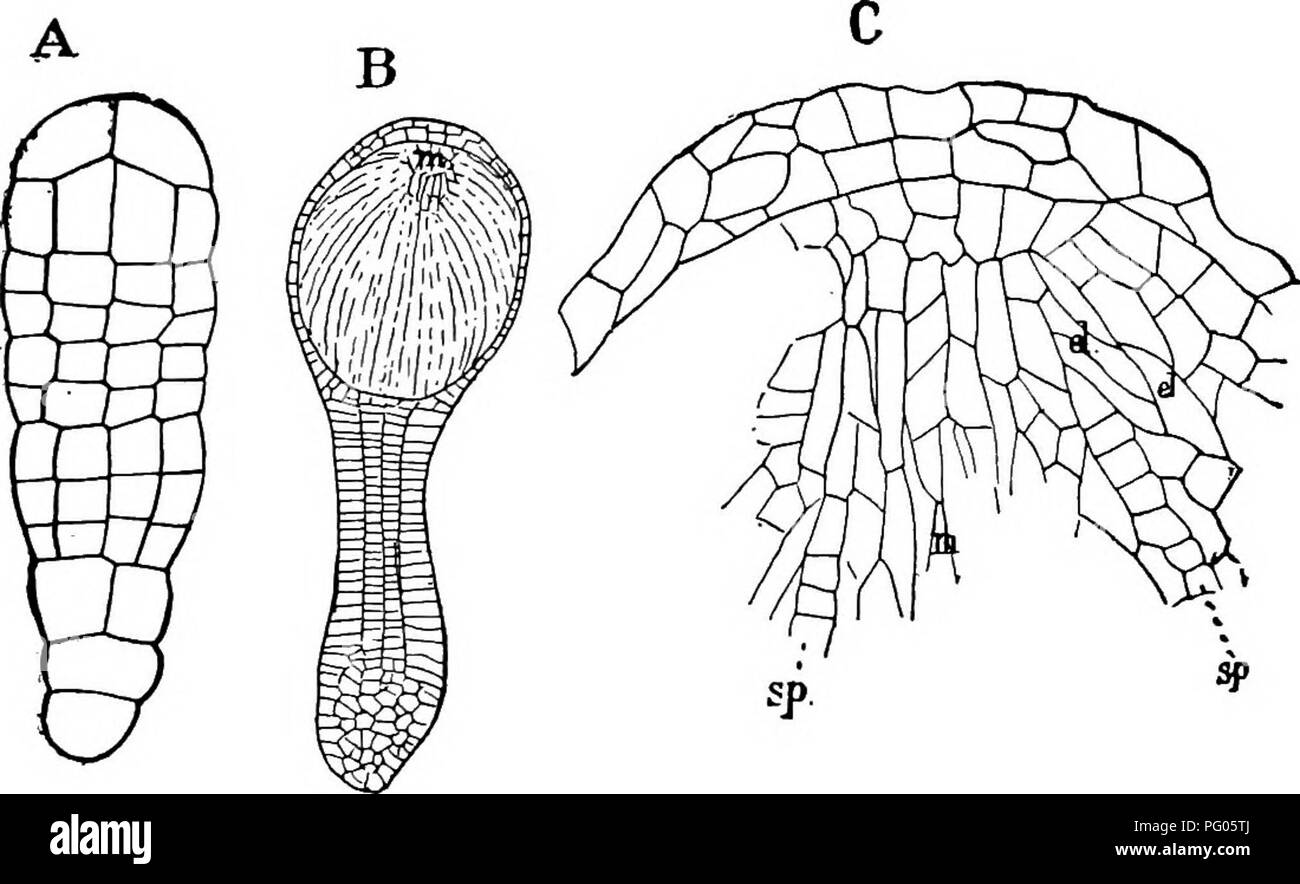 . The structure and development of mosses and ferns (Archegoniatae). Plant morphology; Mosses; Ferns. m THE JUNGERMANNIALES 95 cells, each composed of four equal quadrant cells. According to Leitgeb (i), the upper tier, from which the capsule develops, is formed by the first transverse wall in the upper part of the embryo. This upper tier is next divided by nearly transverse walls into four terminal cover cells, and four larger ones below, and these latter are again divided each into three cells, an inner one and two outer ones, so that the capsule consists of four central cells, the archespor Stock Photo