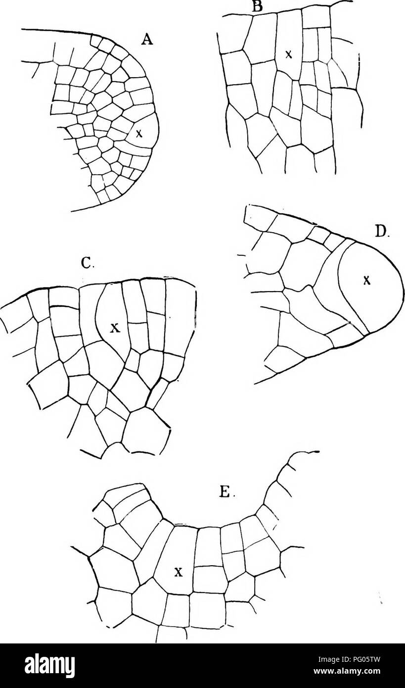 . The structure and development of mosses and ferns (Archegoniatae). Plant morphology; Mosses; Ferns. m THE jungermanniAles. Fig. 42.—A, Vertical, B, C, horizontal sections through the apex of Pallavicinia cylindrica; *, apical cell, A, X22S; B, C, X430; D, E, Pellia epiphylla; D, ver- tical section; E, horizontal (optical) section, X450.. Please note that these images are extracted from scanned page images that may have been digitally enhanced for readability - coloration and appearance of these illustrations may not perfectly resemble the original work.. Campbell, Douglas Houghton, 1859-1953 Stock Photo