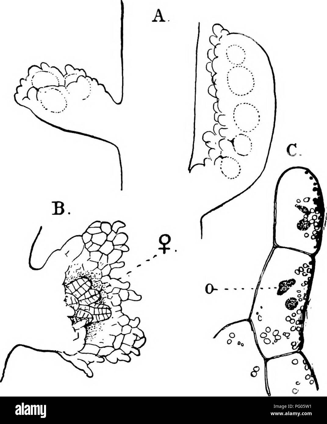 . The structure and development of mosses and ferns (Archegoniatae). Plant morphology; Mosses; Ferns. Ill THE JUN GERM AN NI ALES 87 the formation of a second apical cell in one of the youngest segments. This apical cell is formed by a curved wall, which strikes the outer wall of the segment (Fig. 37, C). Thus two apical cells arise close together, and as segments are cut off from each, they are forced farther and farther apart, and serve as the growing point of two shoots, which may continue. Fig. ig.—Aneura pinnatiUda. A, Part of a thallus with two antheridial branchts. slightly magnified; B Stock Photo