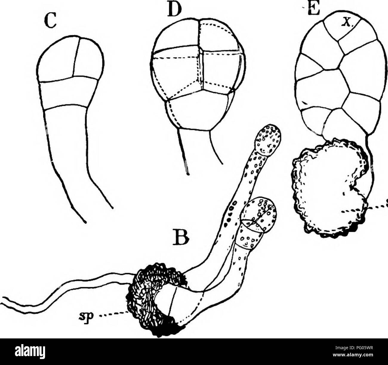 . The structure and development of mosses and ferns (Archegoniatae). Plant morphology; Mosses; Ferns. (56 MOSSES AND FERNS CHAP. briaria especially is very much developed, and projects far beyond the ripe capsule (Fig. 21). The germination of the spores corresponds in the main with that of Riccia. Except in cases where the exospore is very thin, in which case it is not ruptured regularly, the exospore either splits along the line of the three converging ridges upon Alia. -5—51' SP Fig. 27,—^Targionia hypophylla. Germination of the spores, X about 200. In B two germ tubes have been formed; C an Stock Photo