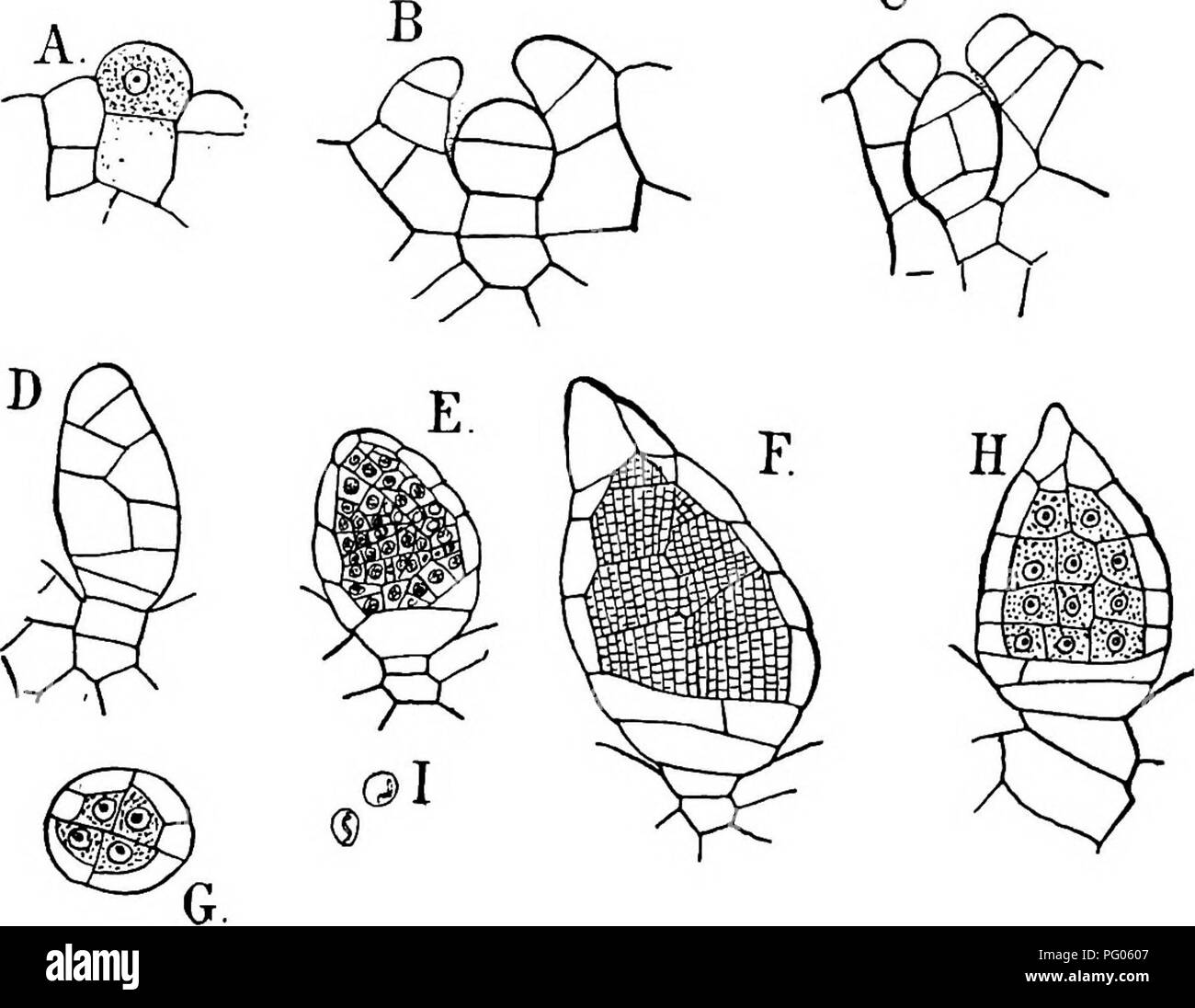 . The structure and development of mosses and ferns (Archegoniatae). Plant morphology; Mosses; Ferns. 32 MOSSES AND PERNS have, as usual in such cases, decidedly denser contents than the peripheral ones. The lower one or two segments and the terminal ones do not take part in the formation of sperm cells, but simply form c A.,. Fig. s.—A-F, Development of the antheridium of R. glauca, seen in longitudinal section; G, cross-section of a young antlieridium of the same; H, antheridium of R. trichocarpa; I, sperm cells of R. glauca. Figs. E, F, Xiso; I, X6oo, the others X 300. part of the wall of t Stock Photo