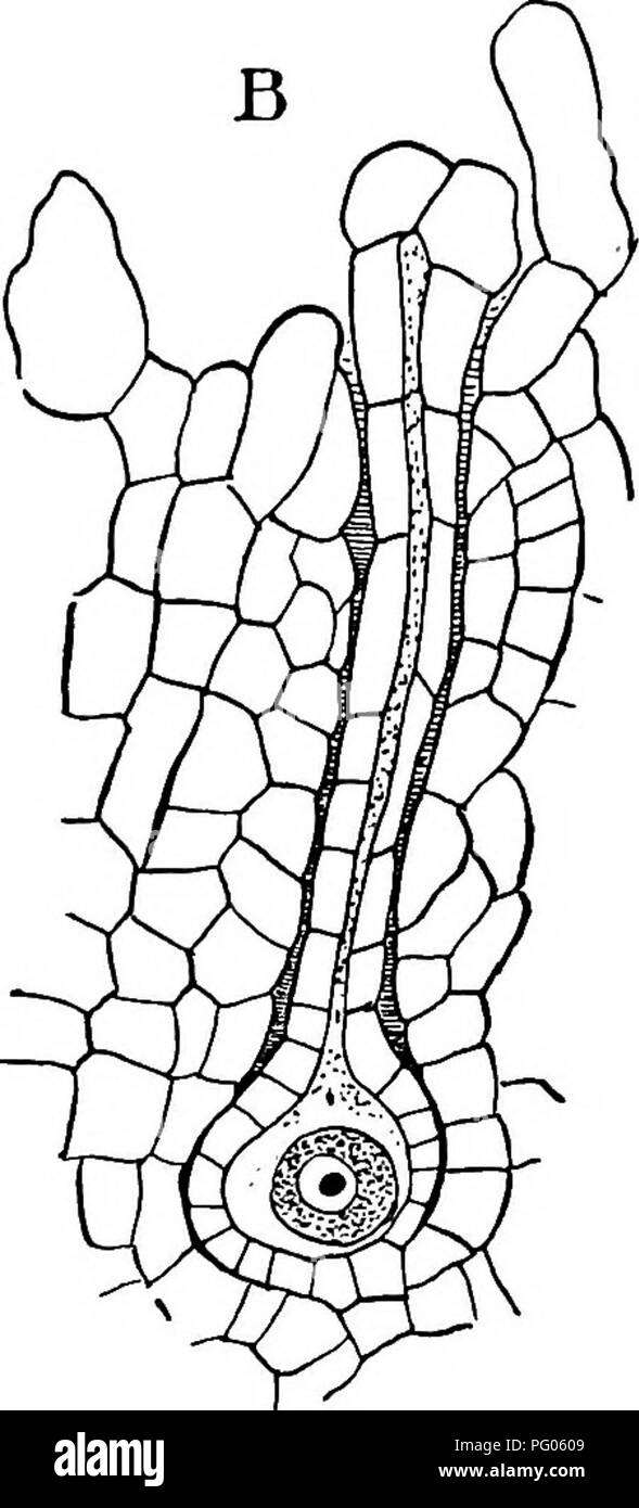 . The structure and development of mosses and ferns (Archegoniatae). Plant morphology; Mosses; Ferns. Fig. 4.—A, Archegonium of Riccia trichocarpa, showing the ventral canal cell (w), X525; B, ripe archegonium of R, glauca^ longitudinal section, X260. separates the ventral canal cell from the egg. The four primary cover cells enlarge a good deal as the archegonium approaches maturity, and divide by radial walls usually once, so that the complete number is normally eight—^Janczewski gives ten in R. BischoMi. The basal cell finally divides into a single lower cell which remains undivided, comple Stock Photo