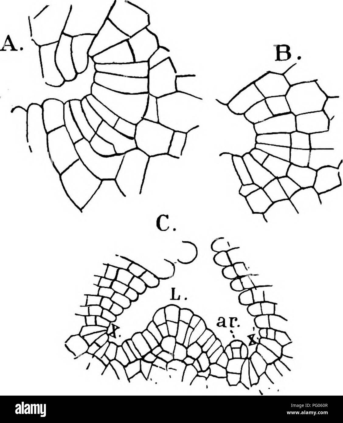 . The structure and development of mosses and ferns (Archegoniatae). Plant morphology; Mosses; Ferns. 26 MOSSES AND FERNS CHAP. In Riccia glauca, as well as other species, the uppermost cell of each row often enlarges very much, and with its fellows in the other rows constitutes the epidermis. According to Leitgeb's researches this epidermal cell is formed by the first division in the outer cell of the segment, and either undergoes no further division, or by dividing once by a transverse wall forms a two- layered epidermis ( R. BischoMi). On the ventral side the odter cells of the segments pro Stock Photo