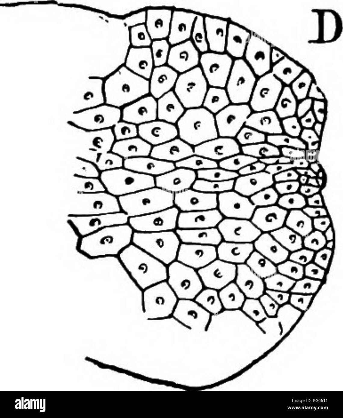 . The structure and development of mosses and ferns (Archegoniatae). Plant morphology; Mosses; Ferns. Fig. 1.—Marchantiales. A, B, Male plants of Fimbriaria Californica. A, from above; B, from below; ^, antheridial receptacle; /, ventral lamellae, X4; C, Riccia glauca, X6; sp, sporogonia; D, Conocephalus conicus, X4; E, Targionia hypophylla, X2; ^1 antheridial branch. e.g., Targionia (Fig. i, E), may fork comparatively seldom, and the new branches are for the most part lateral. The thallus. Please note that these images are extracted from scanned page images that may have been digitally enhanc Stock Photo
