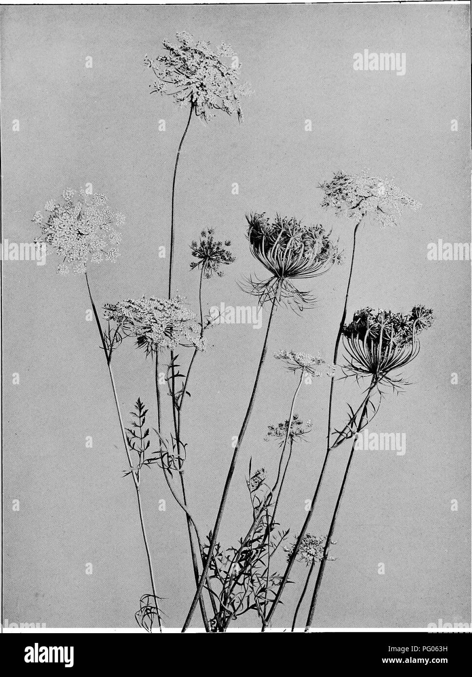 Queen anne's lace garden Black and White Stock Photos \u0026 Images - Alamy, image size:969x1390