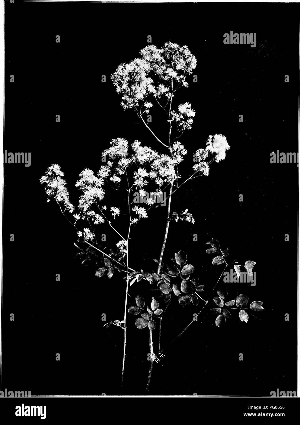 . Nature's garden; an aid to knowledge of our wild flowers and their insect visitors. Botany; Wild flowers. TALL MEADOW-RUE (Thaliclrum polygamum). Please note that these images are extracted from scanned page images that may have been digitally enhanced for readability - coloration and appearance of these illustrations may not perfectly resemble the original work.. Blanchan, Neltje, 1865-1918. Garden City, N. Y. , Doubleday Stock Photo