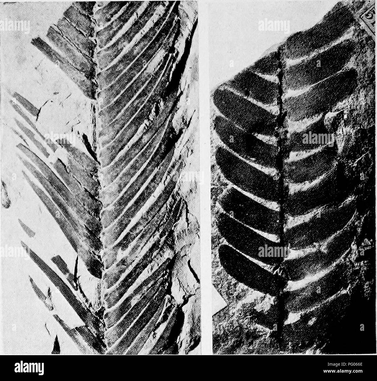 . Fossil plants : for students of botany and geology . Paleobotany. 538 CYCADOPHYTAN FEONDS [CH. edge of the pinna; in the more linear pinnae the veins may be parallel or nearly so. Zigno^ figured a piece of an Otozamites frond from Jurassic Itahan strata in connexion with a Williamsonia and the actual specimen in the Padua Museum amply justifies the impression produced by the published drawing. Wieland's investigations 2 in Mexico have brought to light many cases of association of Otozamites fronds and Williamsonia flowers.. A B Fig. 603. A, Otozamites Ooeppertianus. B, Otozamites obtusus (=  Stock Photo