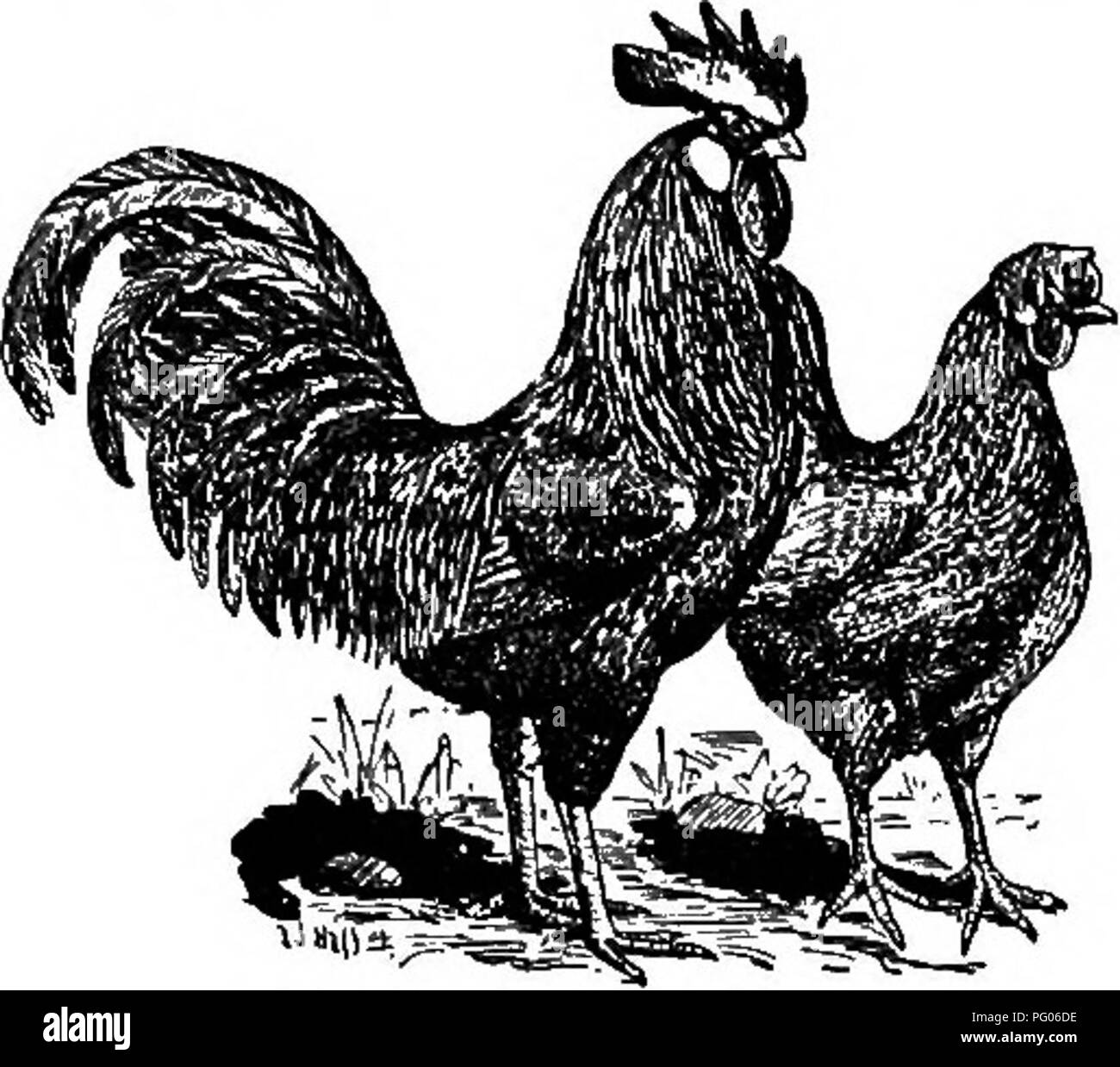 Conkey's poultry book : a handy book of reference on poultry raising.  Poultry; Poultry; Poultry. TURKEY CLASS—Bronze, Narragansett, Buff, Slate,  White, Black, and Bourbon Red. FEEDS AND FEEDING If you are