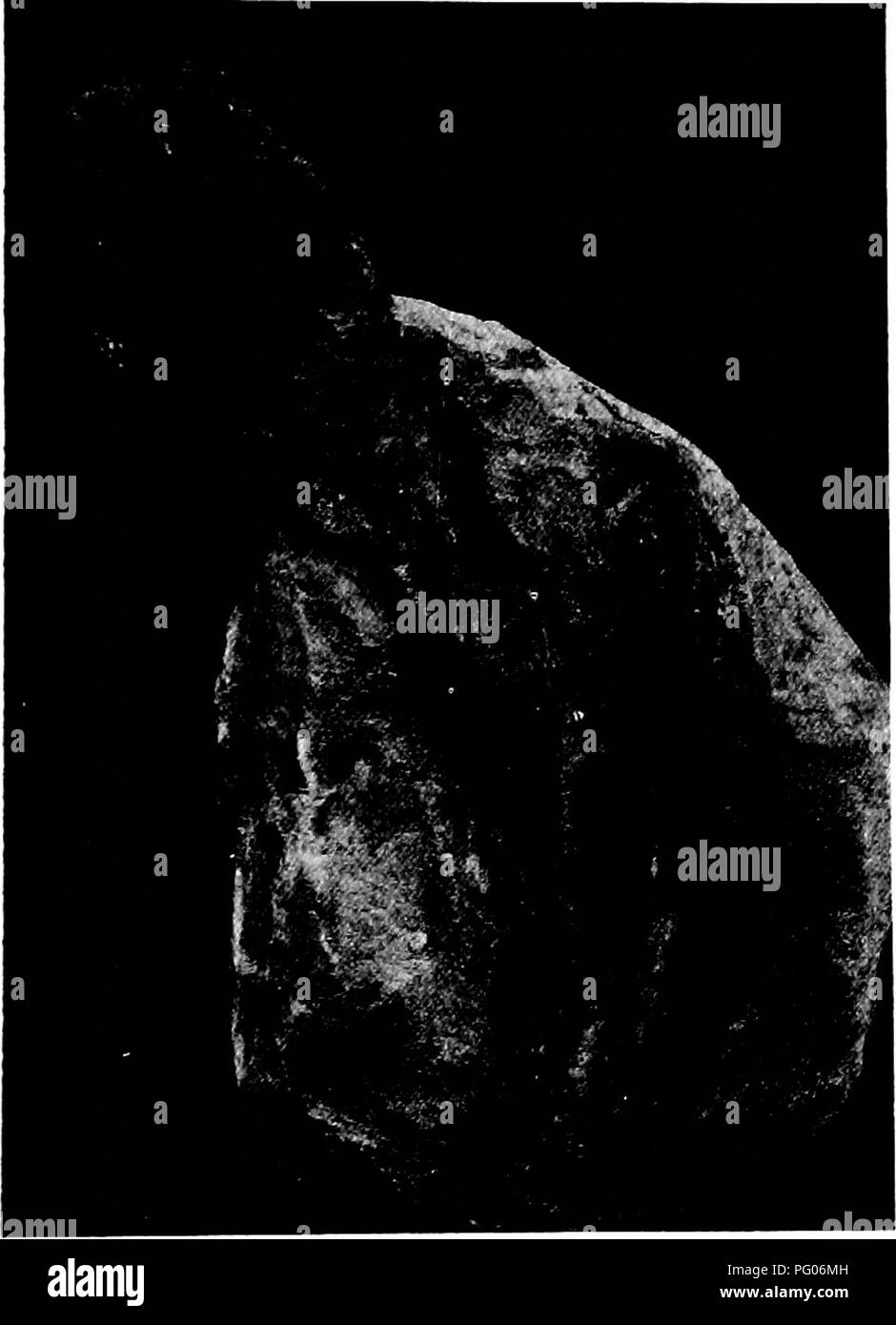 Fossil plants : for students of botany and geology . Paleobotany. XXXVnJ  WTT.T.TAMSmSTTA 425 is believed bore flowers of the Williamsonia type. For  the imperfectly preserved piece of stem shown in