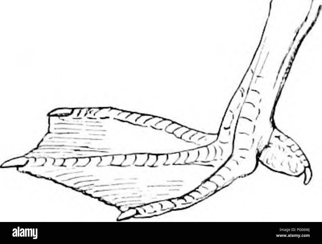 Black Duck Feet Black And White Stock Photos Images Alamy