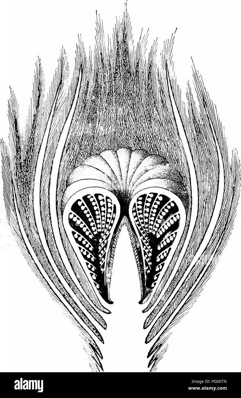 . Fossil plants : for students of botany and geology . Paleobotany. 380 BENNETTITAIiES i^^' seem, however, that in most cases the flowers were bisexual^ (fig. 513). A remarkable feature is the enormotis number of flowers on a single stem; in Cycadeoidea Dartoni^, 54 cm. long and 35 cm. broad, 500—600 flowers were coimted on one. Tio. 513. Cycadeoidea. Restoration of an unexpanded bisporangiate strobilus with some of the hairy bracts removed. Compare Cycadeoidea dacotensis, figs. 529, 530. (After Wieland; ca nat. size.) side. On the other hand the large stem of C. gigantea (fig. 536) shows no f Stock Photo