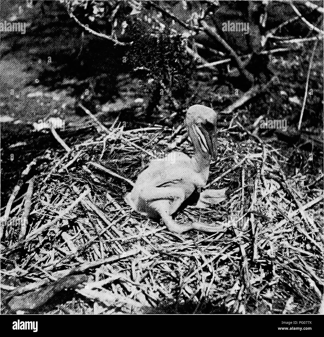 . Bird studies with a camera : with introductory chapters on the outfit and methods of the bird photographer . Birds; Photography of birds. PELICAN ISLAND 209 hear all day and at intervals during the night on Pelican Island. Pelicans of the same nest never seem to recover from the mutual enmity with which they begin life. Quarreling is the normal condition of affairs among the children of a Pelican family, and as they always scream loudest when fighting, one cause for the con- tinuous uproar is evident. Another is the question of food, and just at this point I may pause a moment. 108. Young Pe Stock Photo