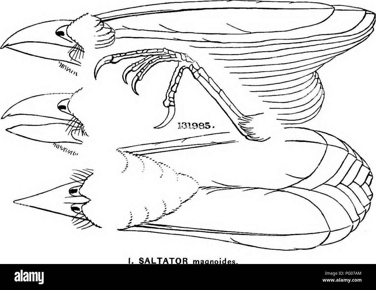 This Catalog Provides An Extensive Overview Of The Bird Species Found this-catalog-provides-an-extensive-overview-of-the-bird-species-found