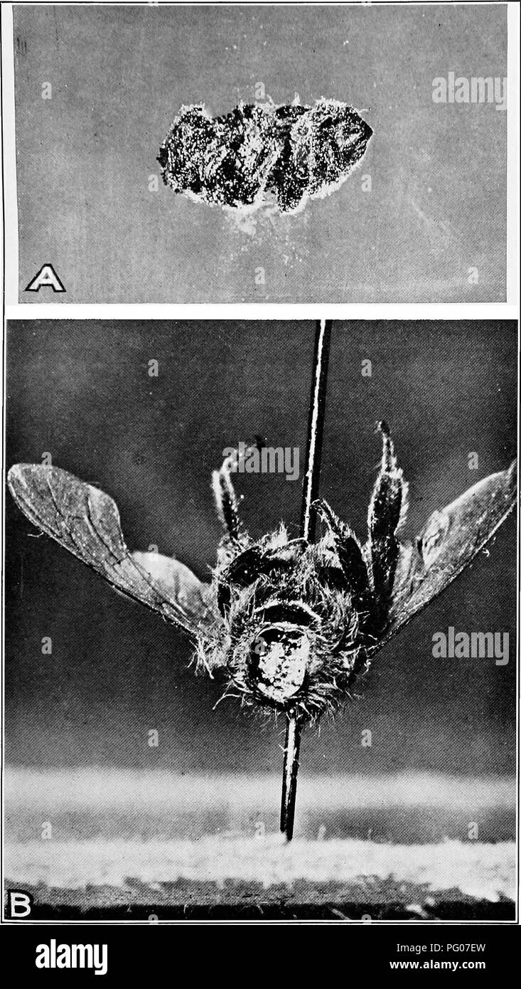 . Diseases of bees. Bees. Technical Bulletin 149. U. S. Dept. of Agriculture PLATE 5. A.—A queen pupa mummified by AspergiUis flavus. B.—Decapitated bee (naturally infected) showing conidiophores of A. flavus that matured within the thorax.. Please note that these images are extracted from scanned page images that may have been digitally enhanced for readability - coloration and appearance of these illustrations may not perfectly resemble the original work.. Stock Photo