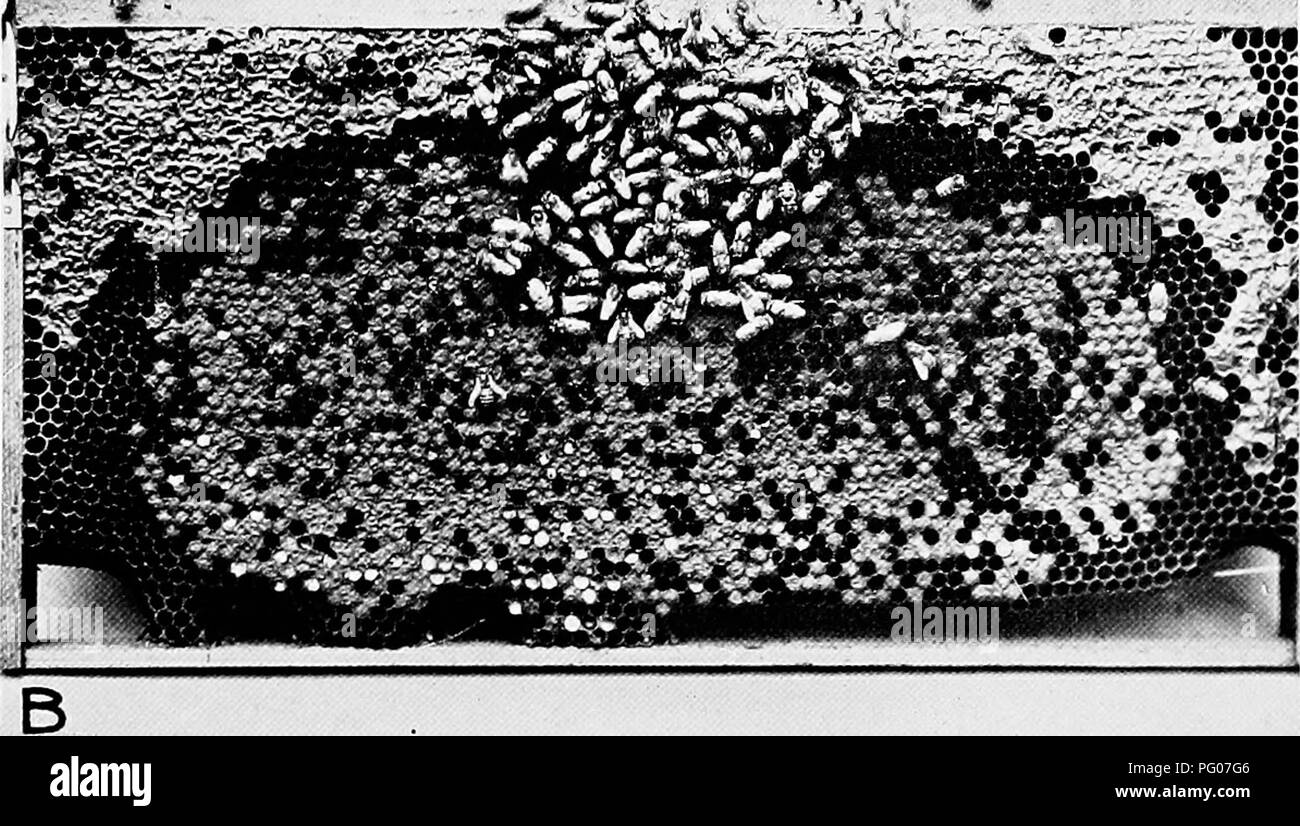 . Diseases of bees. Bees. C^ *Â«f â - &quot;y^ r^ â¢^V' *. A.âBrood comb with brood dead of Aspergillus mycosis produced experimentally by inoculation with a culture of Aspergillus flavus on a brood comb. B.âBrood comb with brood and young bees from a colony inoculated experimentally with A. flatms, taken after the older bees had deserted the hive before succumbing to Aspergillus mycosis.. Please note that these images are extracted from scanned page images that may have been digitally enhanced for readability - coloration and appearance of these illustrations may not perfectly resemble the or Stock Photo