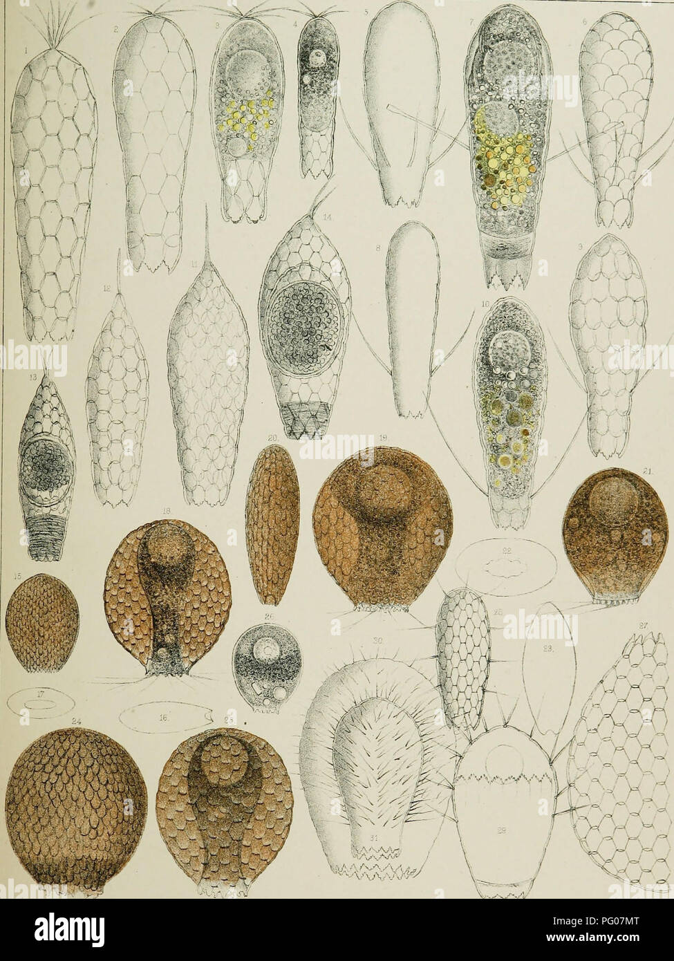 Fresh-water rhizopods of North America. Rhizopoda; Freshwater animals.   SUHVKY OF' THE TERRITORIE:^ PLAT'E /JL.. i - 4. EUGLYPHA  CRISTATA 5-10. E BRACHIATA. 11 -14- i.. MUCRONATA. 15-£'7 ASSrjLINA  SEMINULUM 28,29
