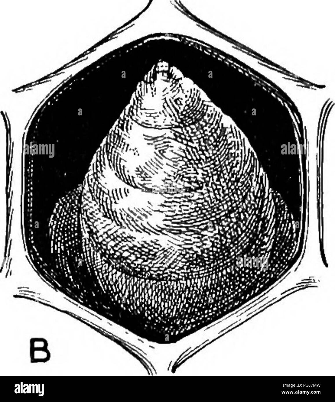 This work examines various diseases affecting bee populations ...